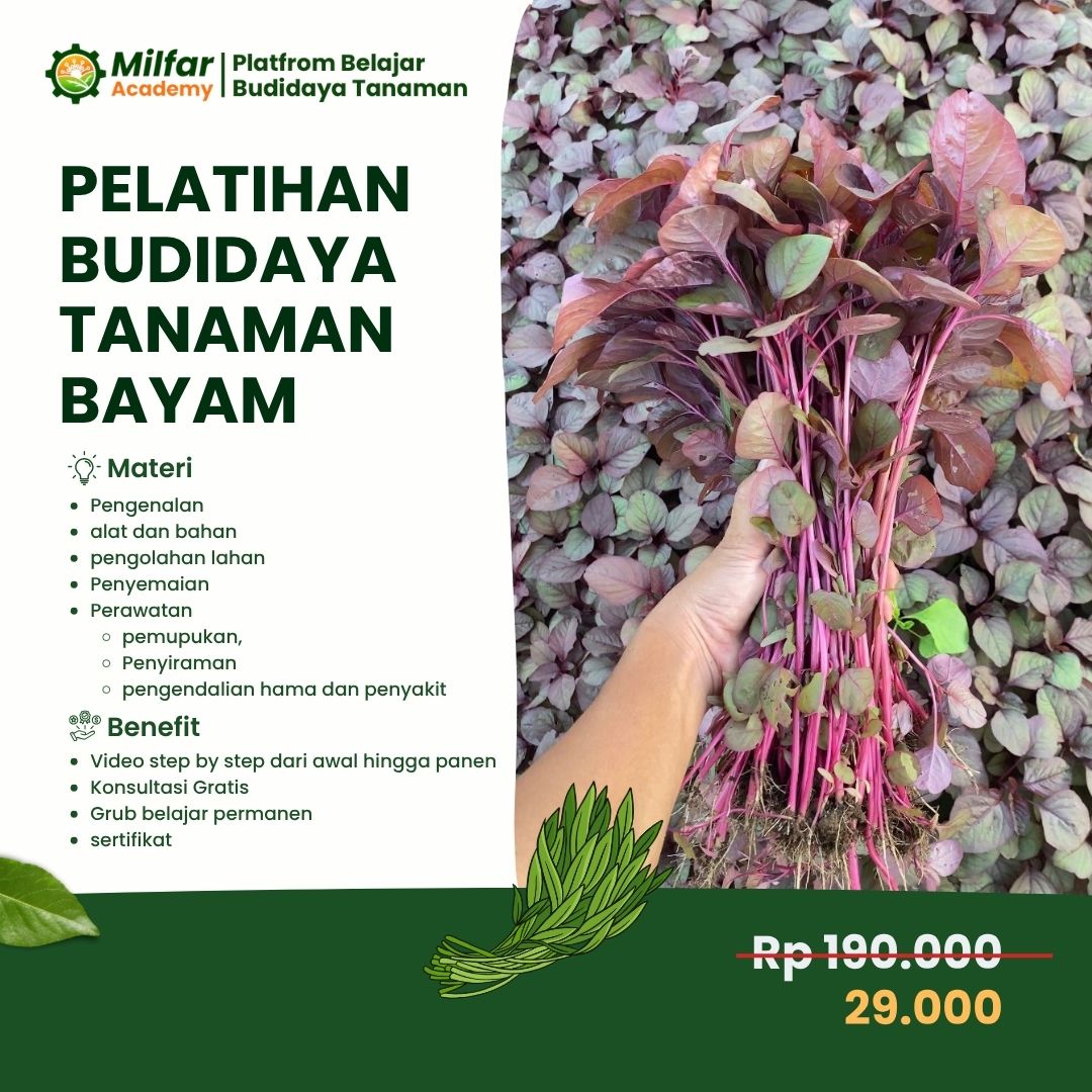 Pelatihan Budidaya Bayam dari 0 Sampai Panen
